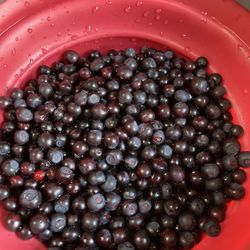 Huckleberry Fresh Or Frozen 