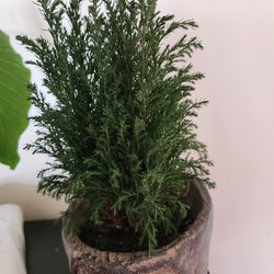 Evergreen Pine