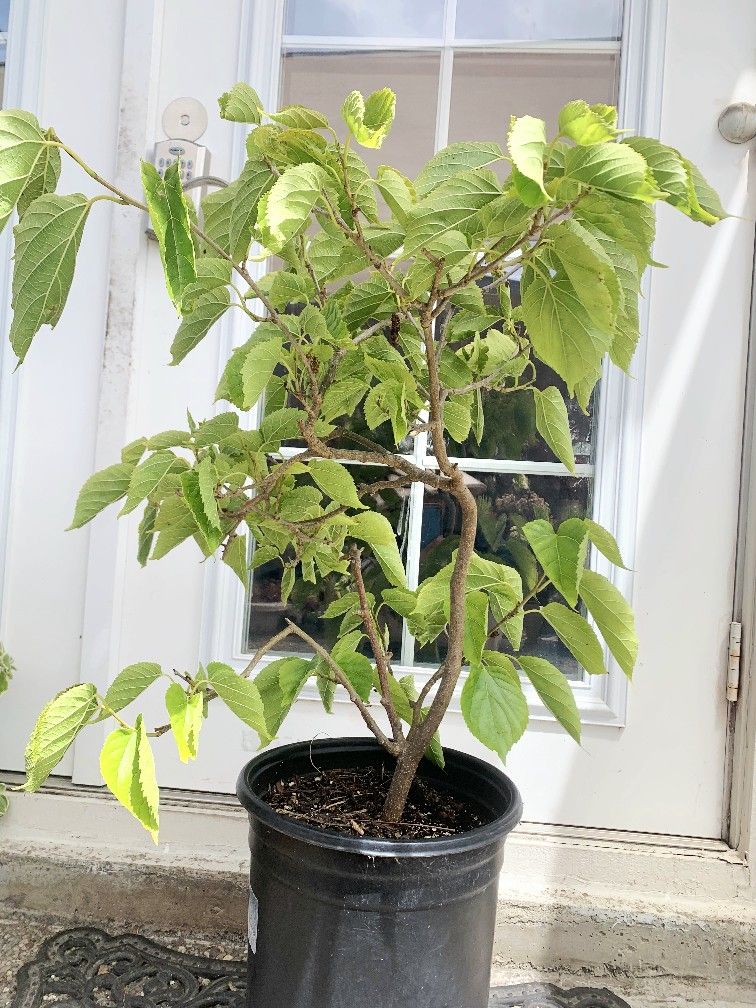 Pakistan Mulberry tree