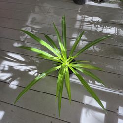 Spider Plant 