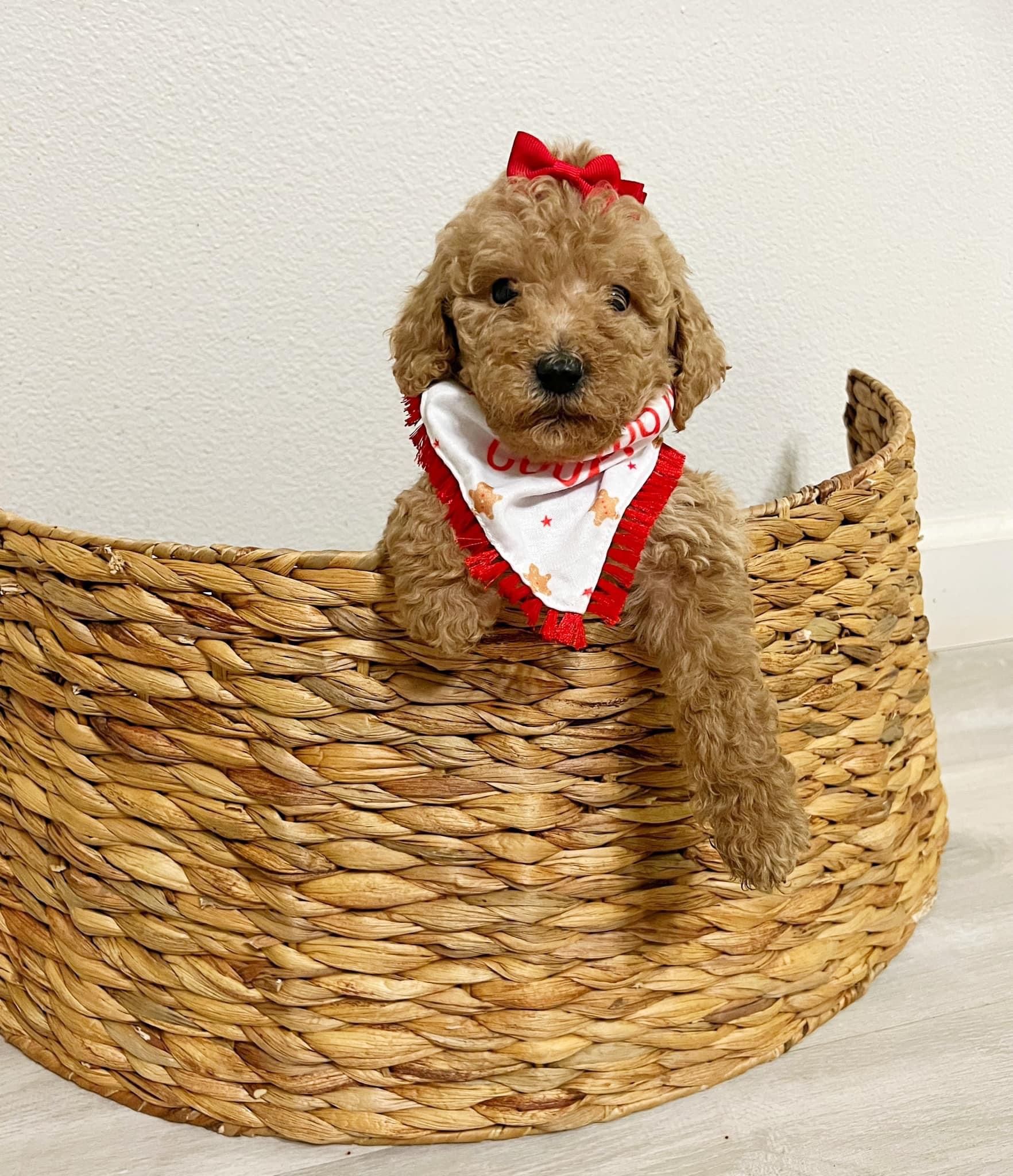 Golden Doodle