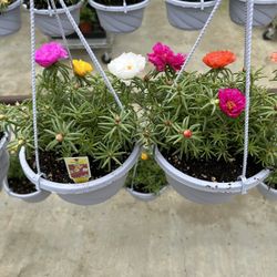Amor Un Rato Portulaca Rose Moss 8$ Each Hanging Pot