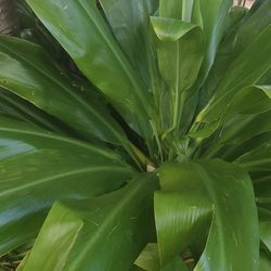 Green Ti Leaf