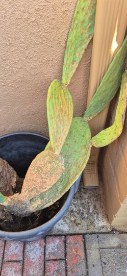 PADDLE CACTUS