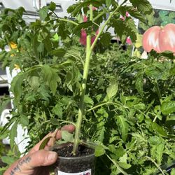 Master Gardener Organic 💯 Tomato Plants Huge SALE grown to produce here