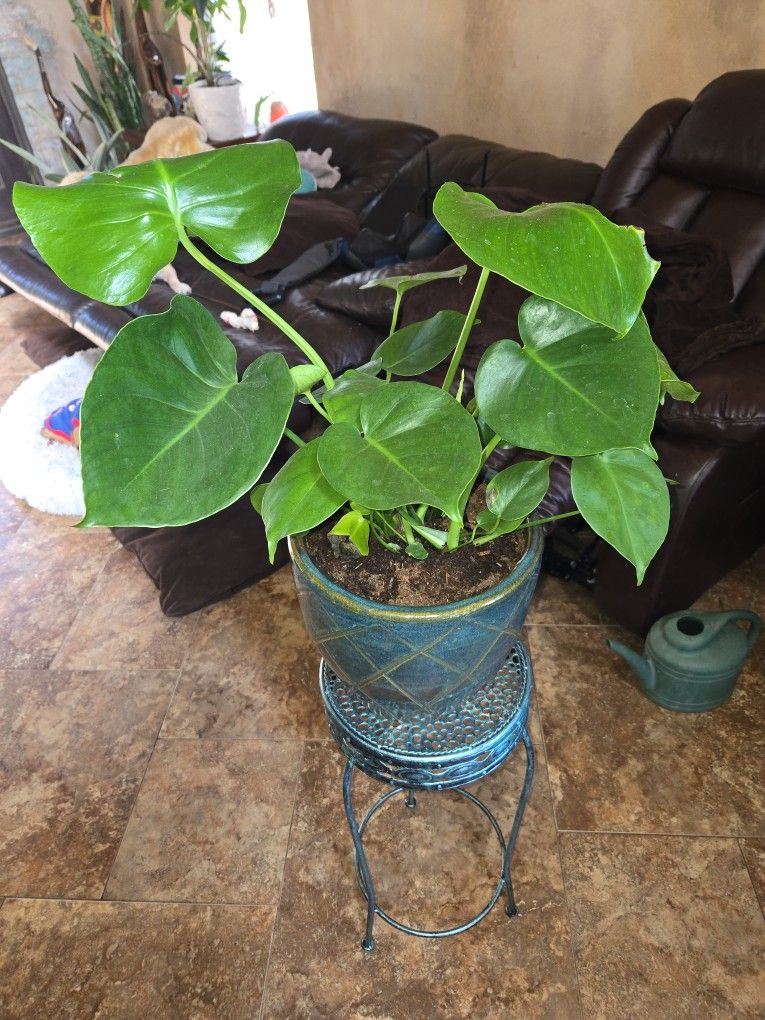 Healthy Monstera Plant In New 10in Ceramic Pot