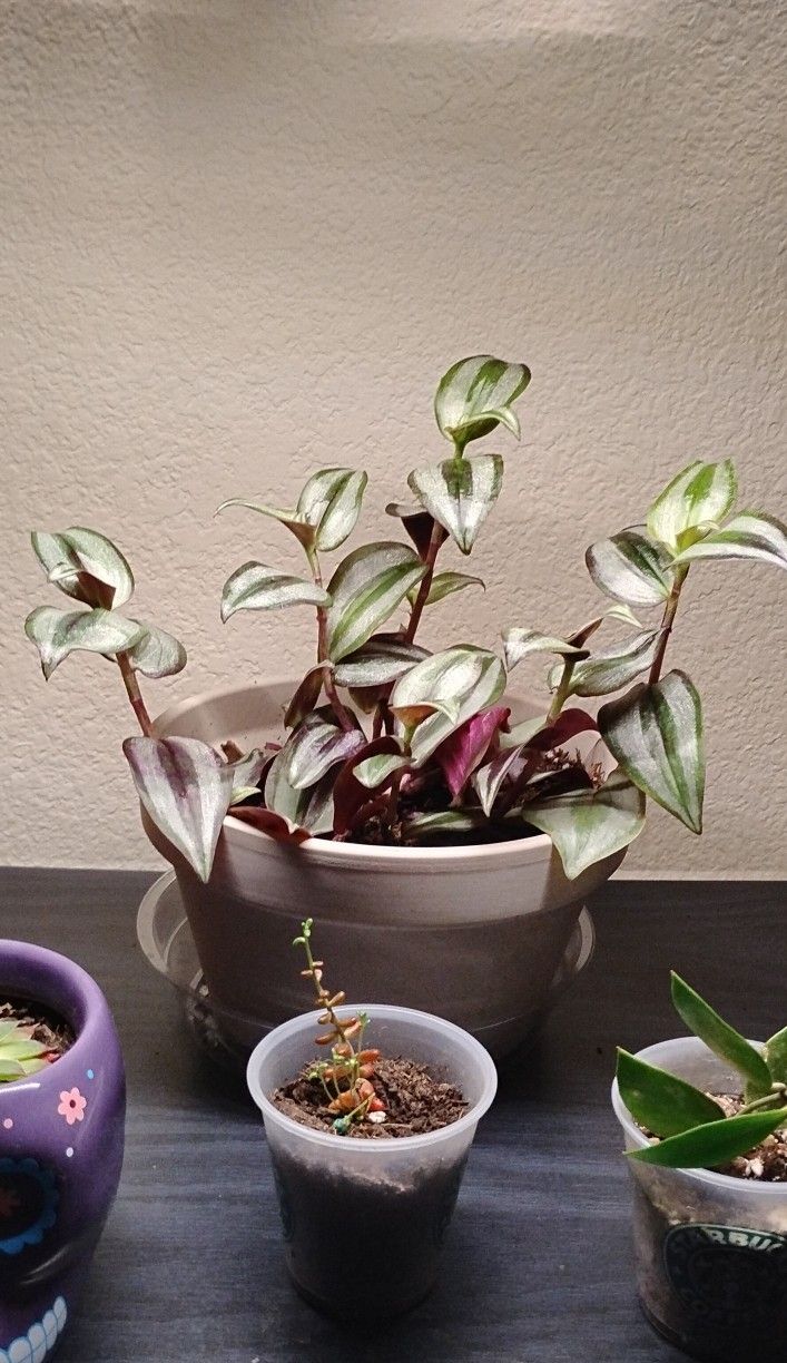 6 Beautiful Purple Inch Plants (Wandering Dudes)