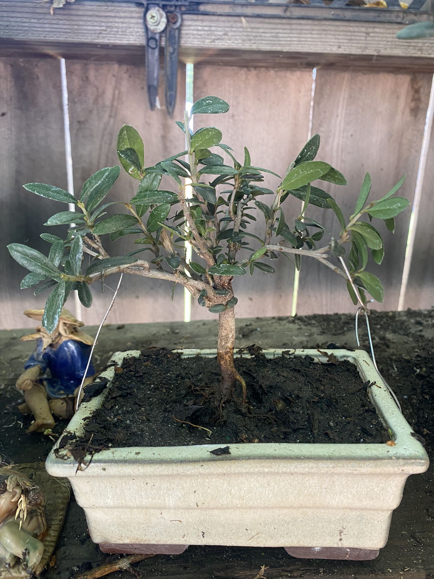 Bonsai Plants For Sale $25 Each