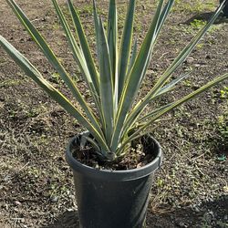 Agave Plants