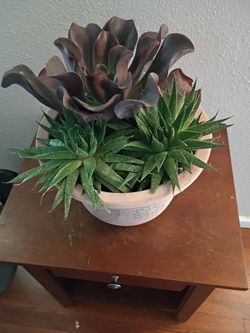 Large echeveria. 12 in tall