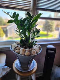 Mature Plants...all Plants..all Pixs $125