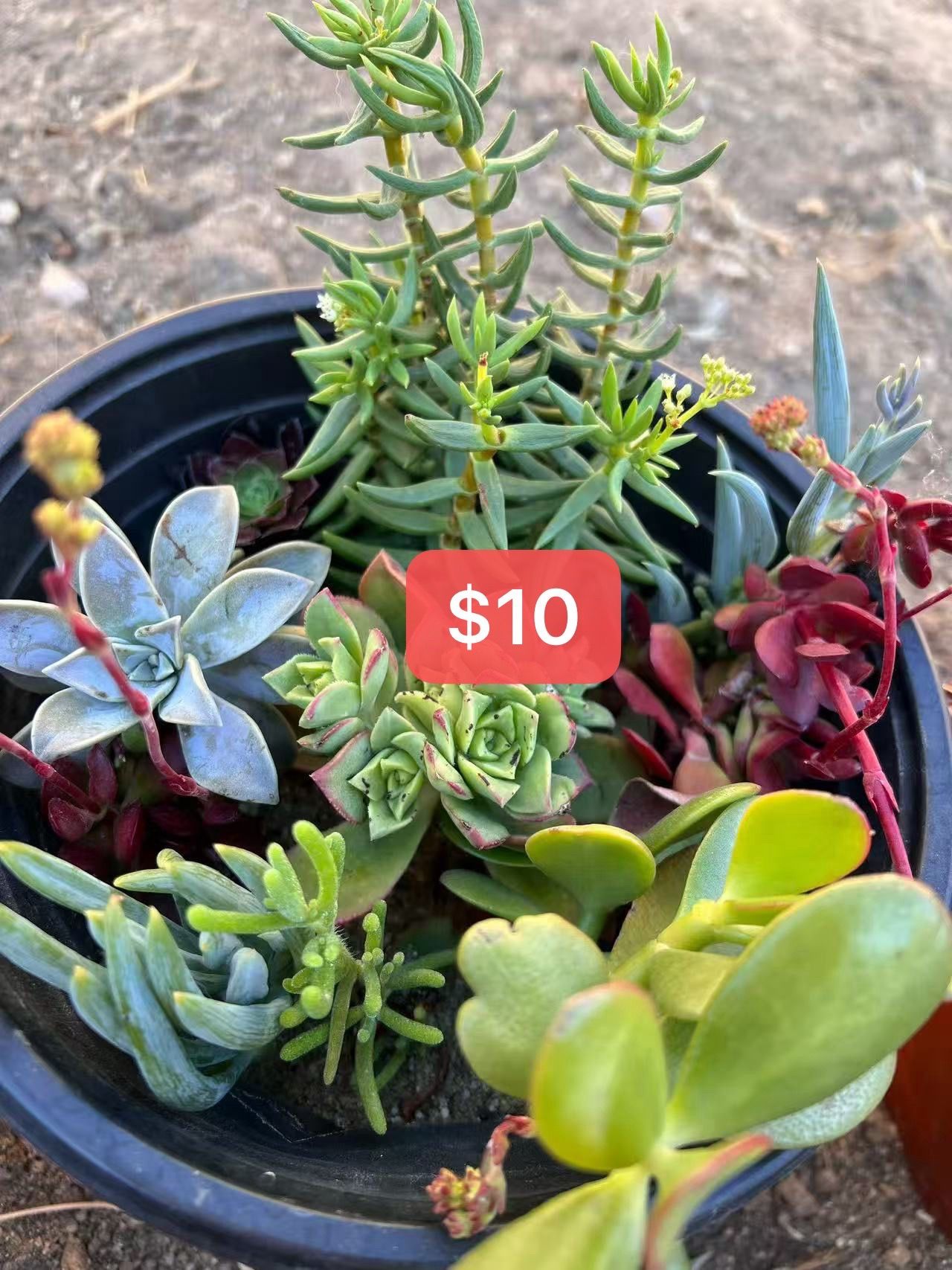 Live Succulent Garden Plant Gift