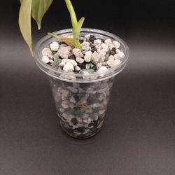 Philodendron Glorious