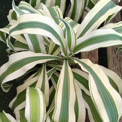 Variegated Dracaena Plants 3gl $15💚🤍
