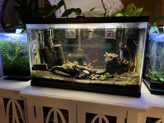 29 gallon tall fish Tank well cycled . Cherrys , plants, filters