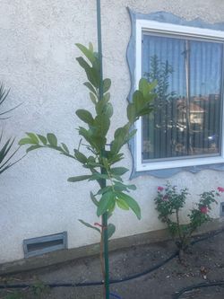 台灣無籽脆芭藥果樹/Taiwanese Guava