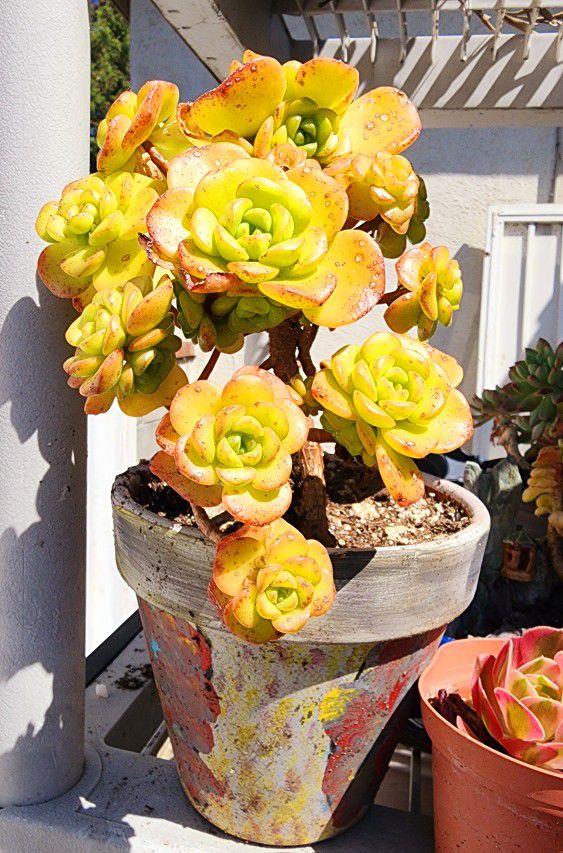Succulents Plants Mother's Day Of Aeonium Bouquet  Golden With Pot Pick Up In Upland 