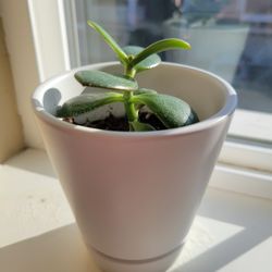 Jade Plant Indoor