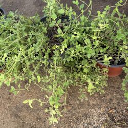 Oregano For Sale