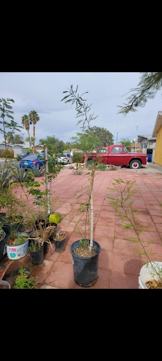 Mesquite 10ft