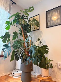 Large Monstera Deliciosa Indoor Plant
