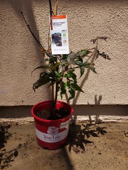 Dwarf Japanese Maple Tree