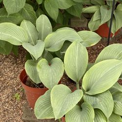Hostas Perennial Plant