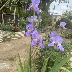 Purple Iris