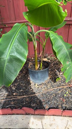 Banana  tree