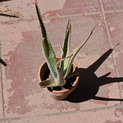 Alovera CACTUS PLANT 