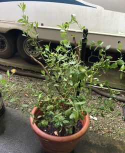 $40 - Monglier Tea trees