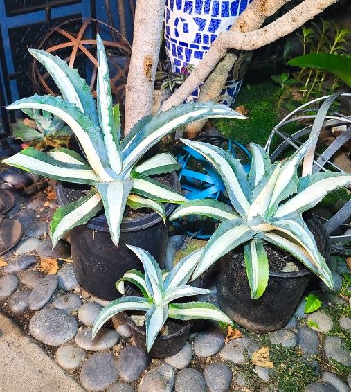 Agave Americana "Mediopicta Alba" - White Striped Century Plants 🪴