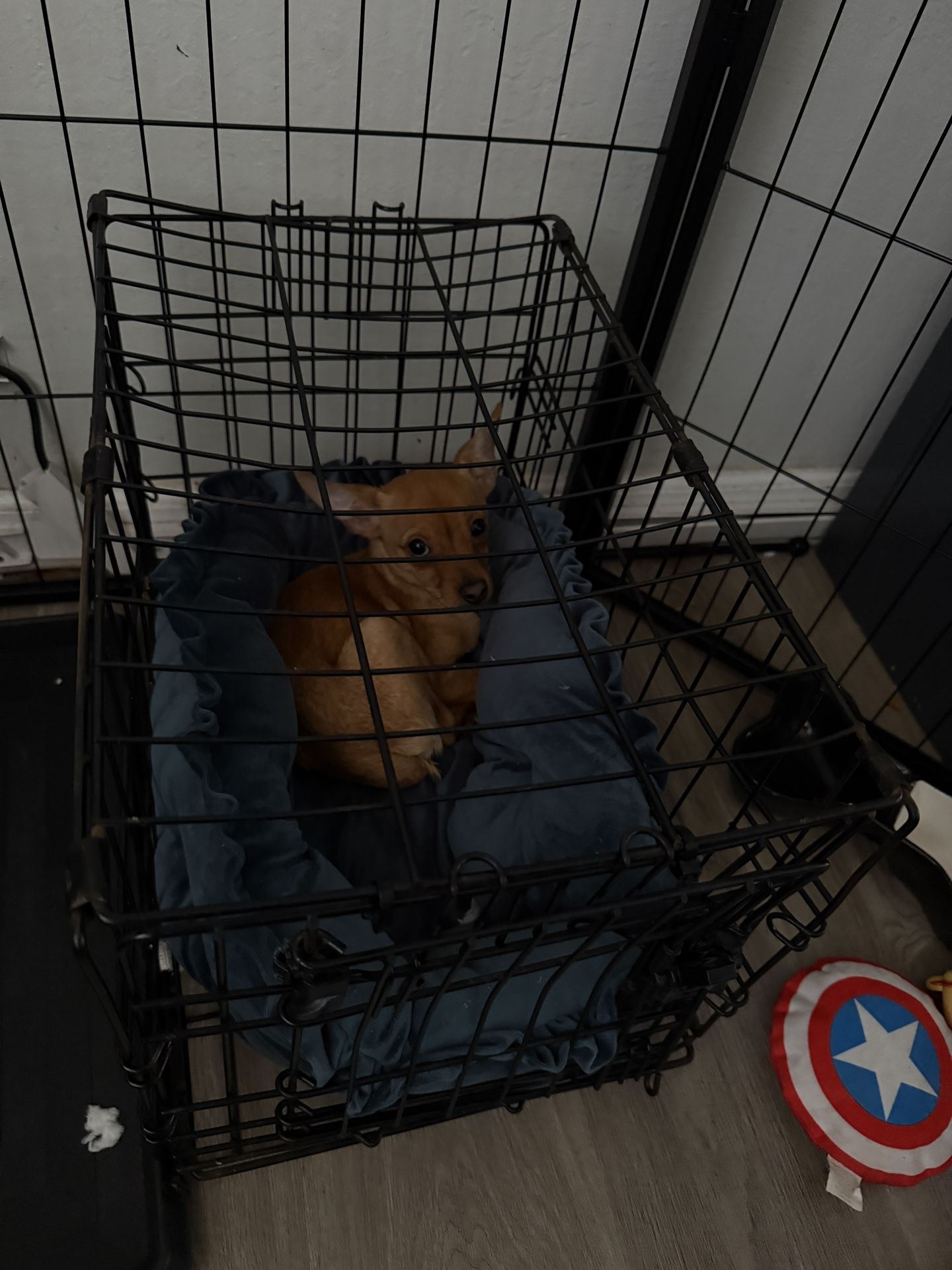 Small dog cage With Dog bed