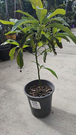 Hass Avocado Tree Aguacate