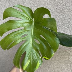Monstera Deliciosa Plant CUTTING- Rooted 