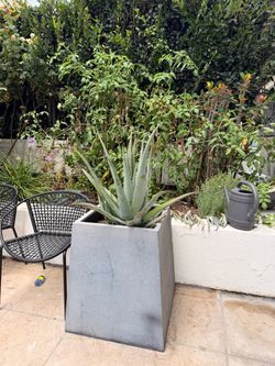 Large aloe Vera in extra large planter