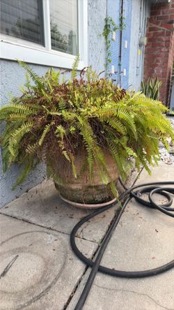 Big fern
