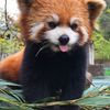 Redpanda1301