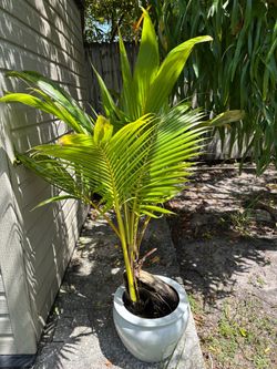 Two coconut palm trees