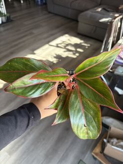 Aglaonema Siam