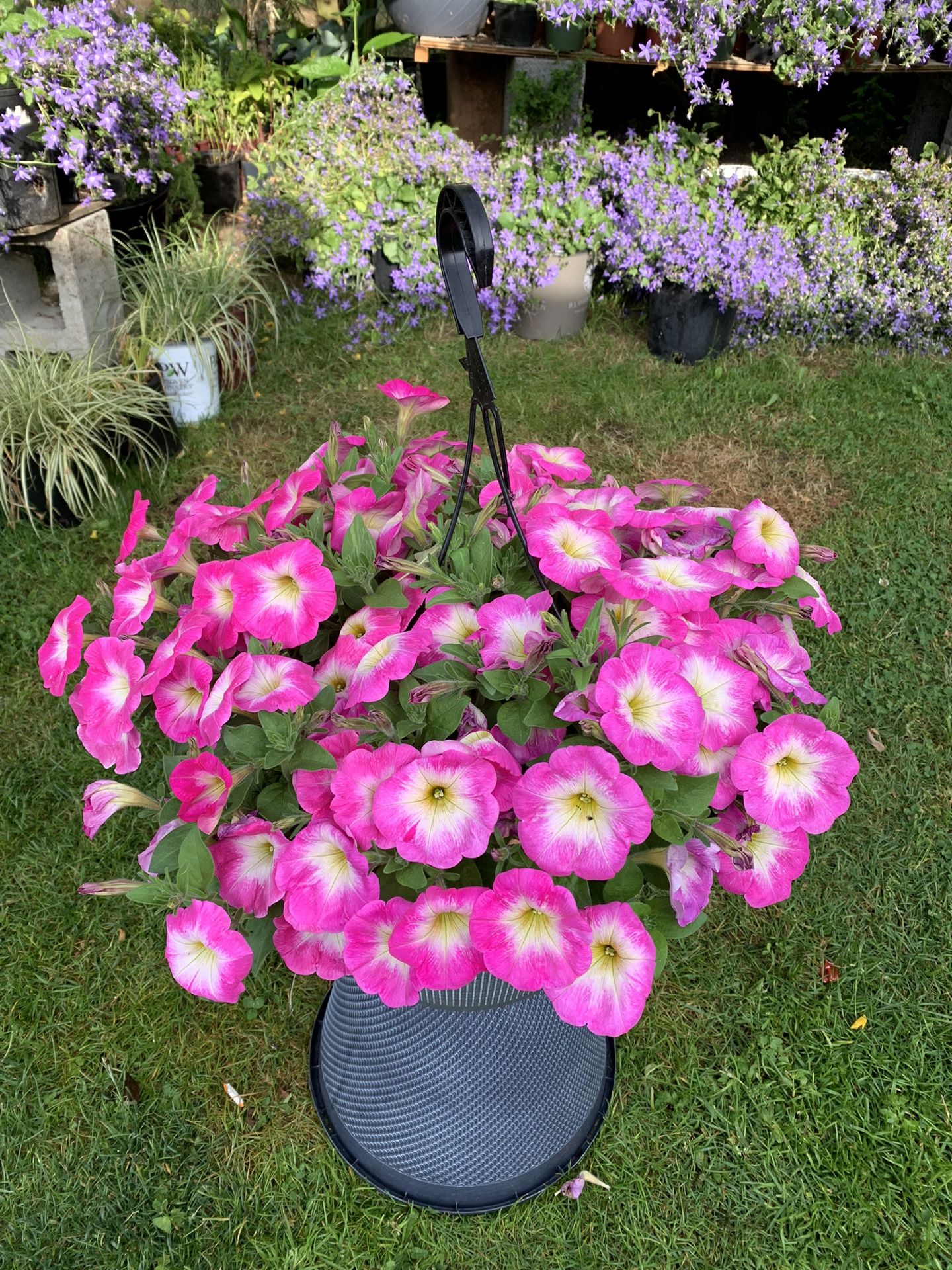 Outdoor Plant