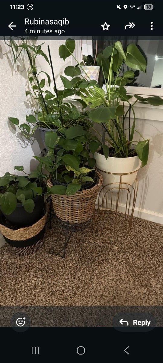 Plant 4 Sale (Moving)