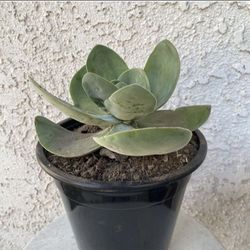 1.5 Gallon Pot Succulent Plant - Crassula Fallwood - Rare Hybrid Succulent - Rooted & Established Plant - Drought Resistant 🪴