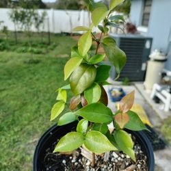 Suriname Cherry Plants