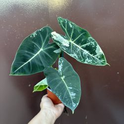 4” Variegated Alocasia Frydek