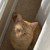 Ginger