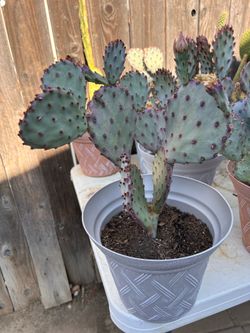 Santa Rita cactus plant