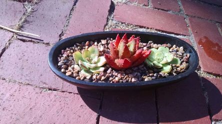 Succulents