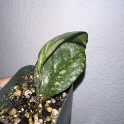 Hoya Crassipetiolata x Michele