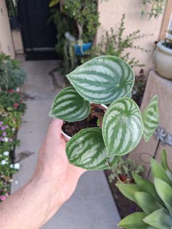 CLEARANCE Peperomia Watermelon Plant $6